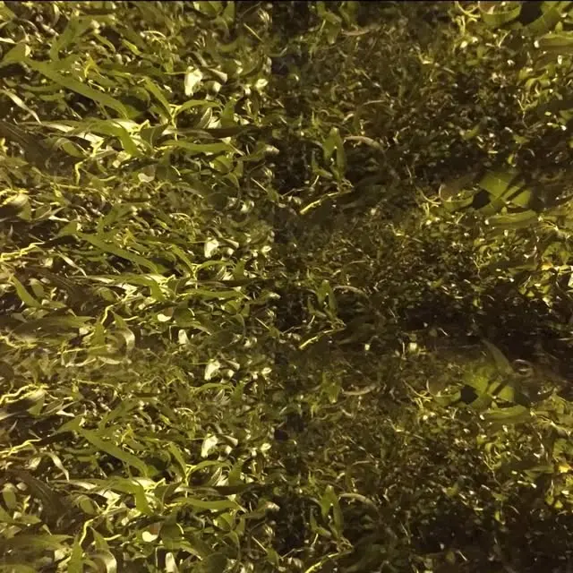 Instagram video, 2016-12-19
