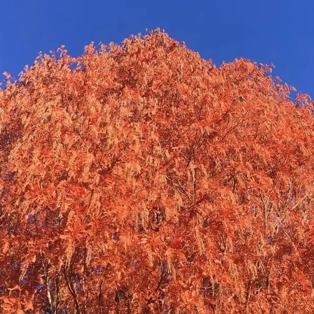 Instagram video, 2017-11-29