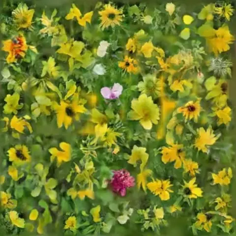 Instagram video, 2018-02-07