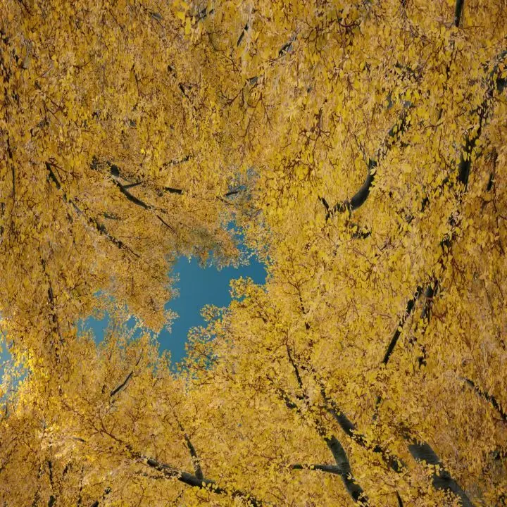 Instagram video, 2020-10-19