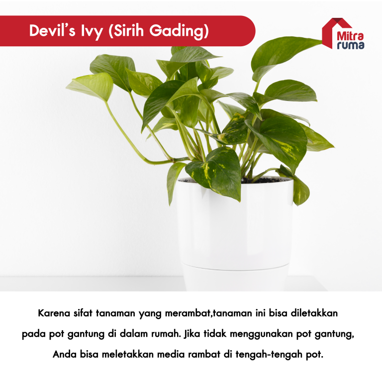 tanaman untuk dekorasi rumah