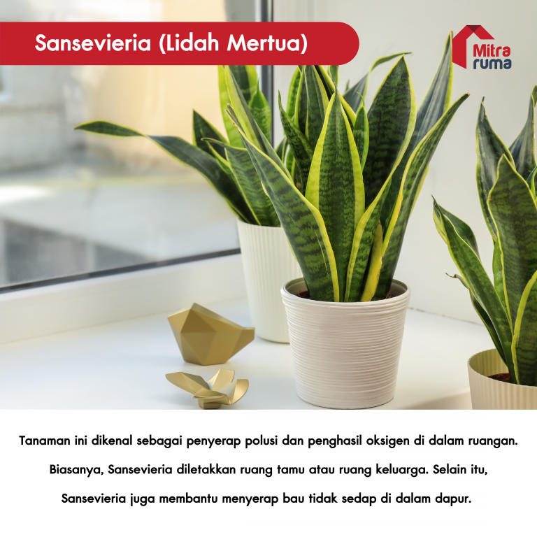 tanaman untuk dekorasi rumah