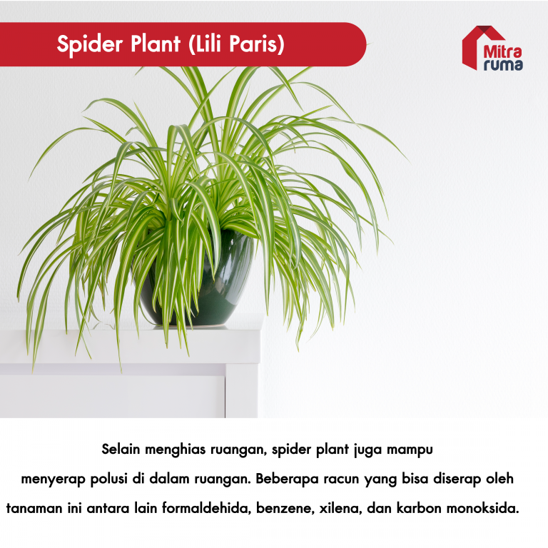 tanaman untuk dekorasi rumah