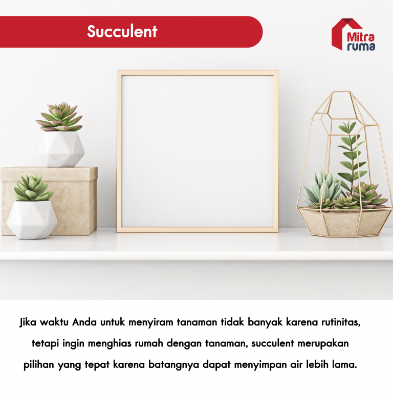 tanaman untuk dekorasi rumah
