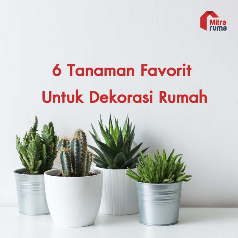 tanaman untuk dekorasi rumah