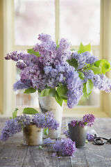 Lilacs images