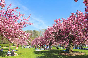 Hanami cerisiers parc de sceaux 1