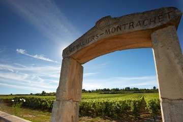 Veltra montrachet