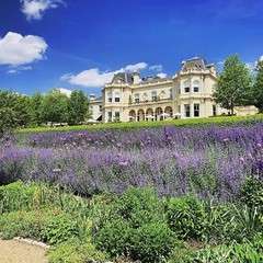 Lavender and the house