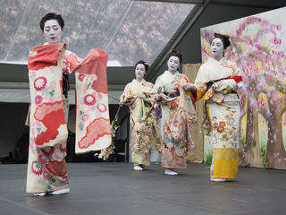 Sakura gari photo by tony sahara