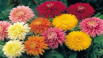 Chrysanth