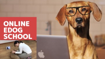 Red labrador tutorial youtube thumbnail  2 