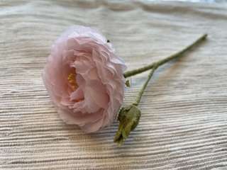 Ranunculus03