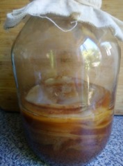 Scoby 1