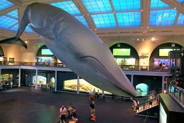 Blue whale nat l hist museum