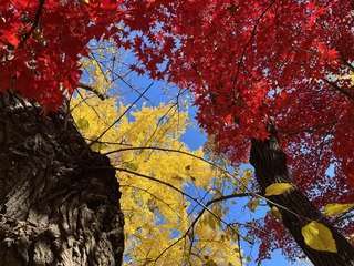 Central park fall