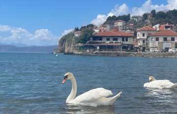 Swan