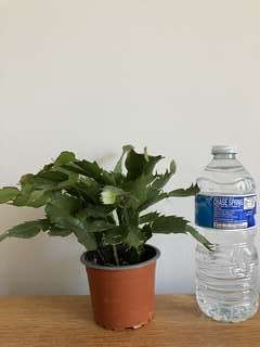 Img 3965
