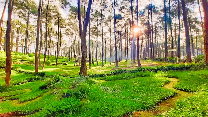 <span>Green Grass Cikole</span>
