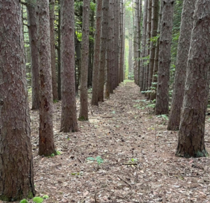 Wooded Area Charm