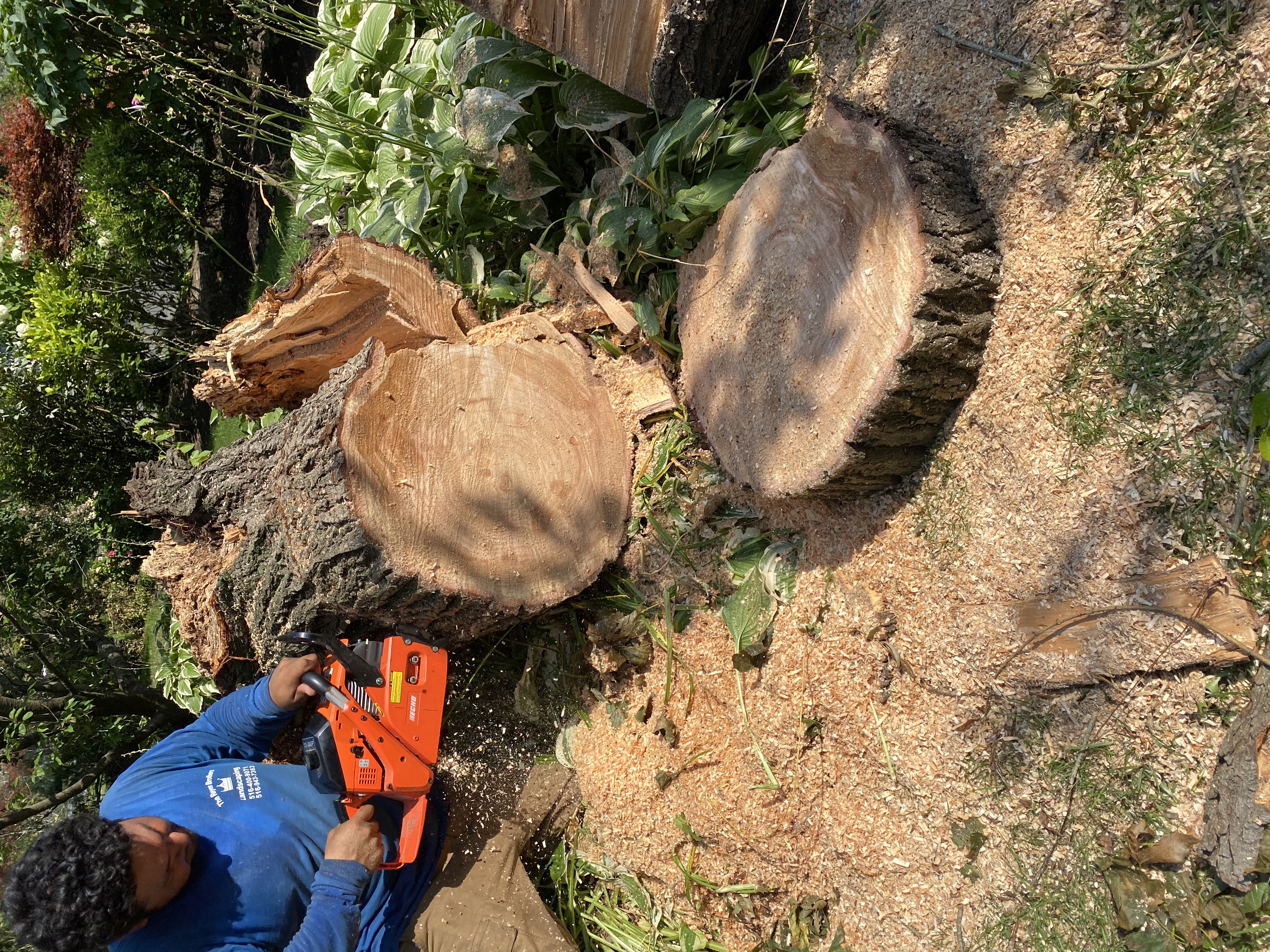 Tree Removal and Planting