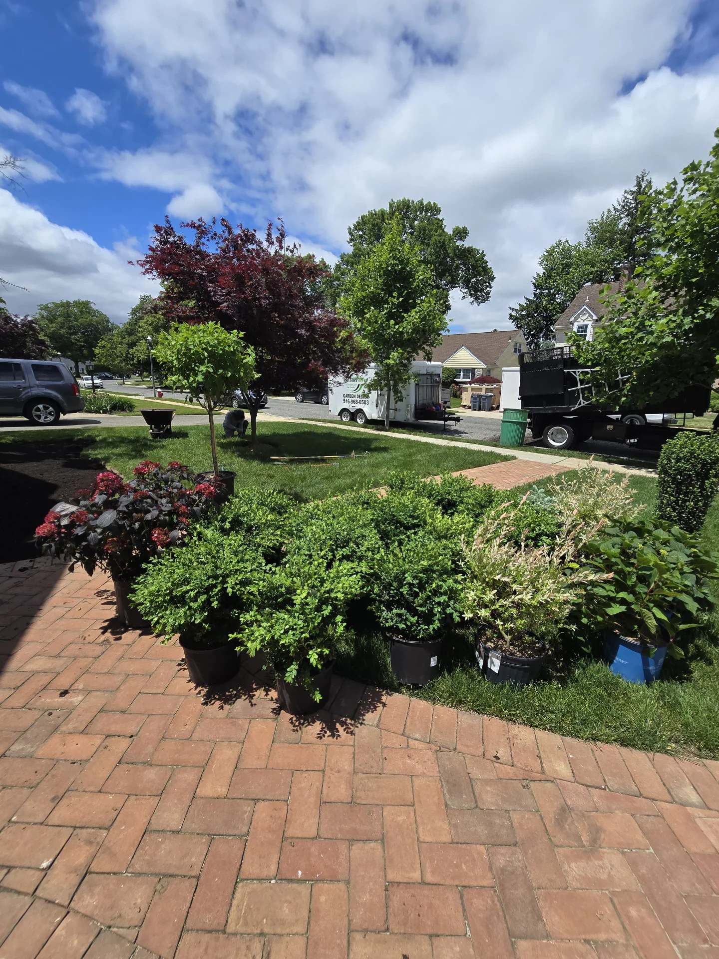 New shrubbery and plants
