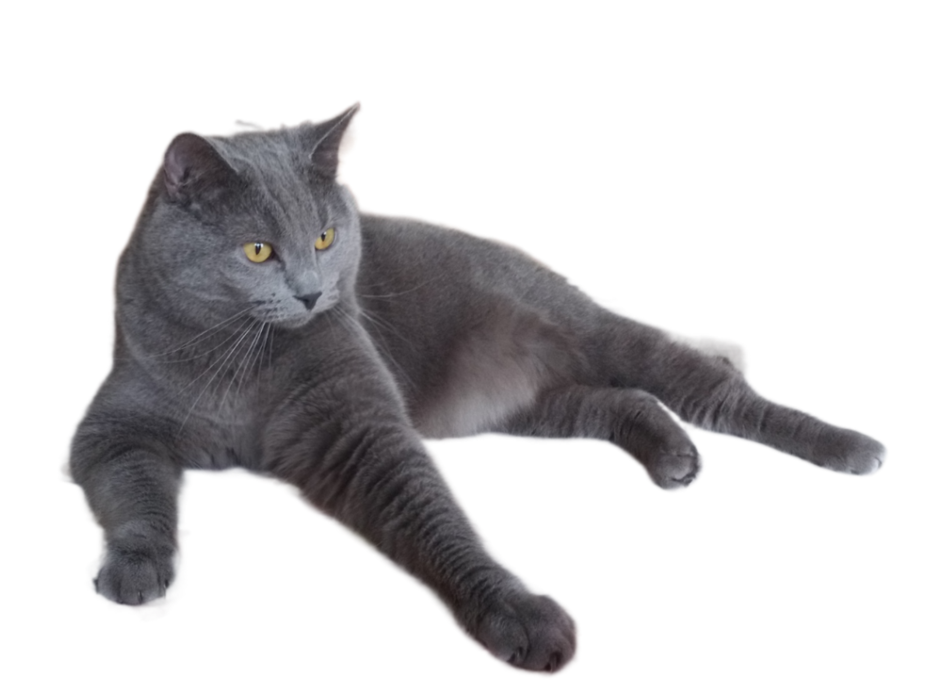 RRAnimal