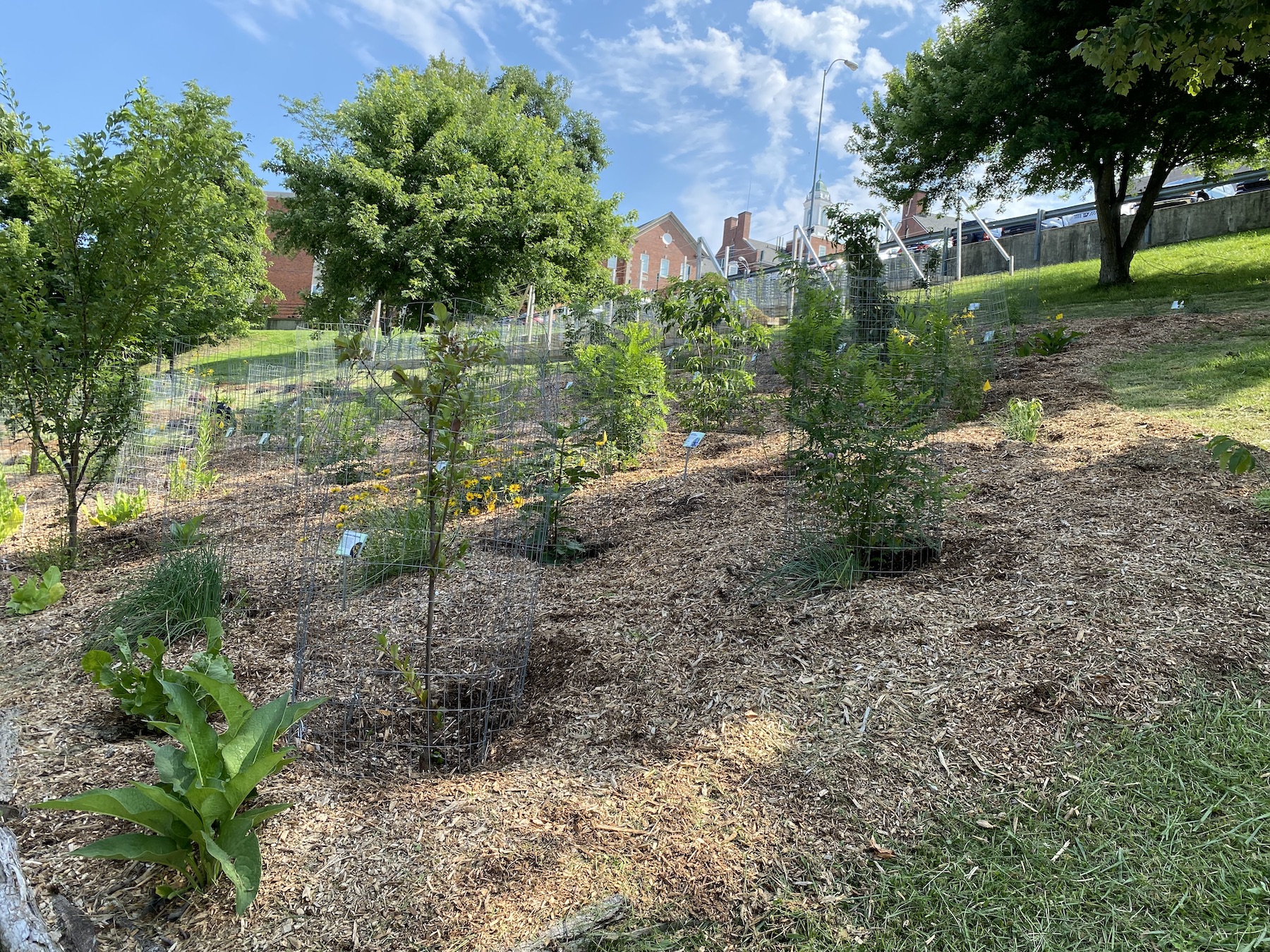 Food Forest. Permaculture. Cincinnati, OH. Edible Landscaping