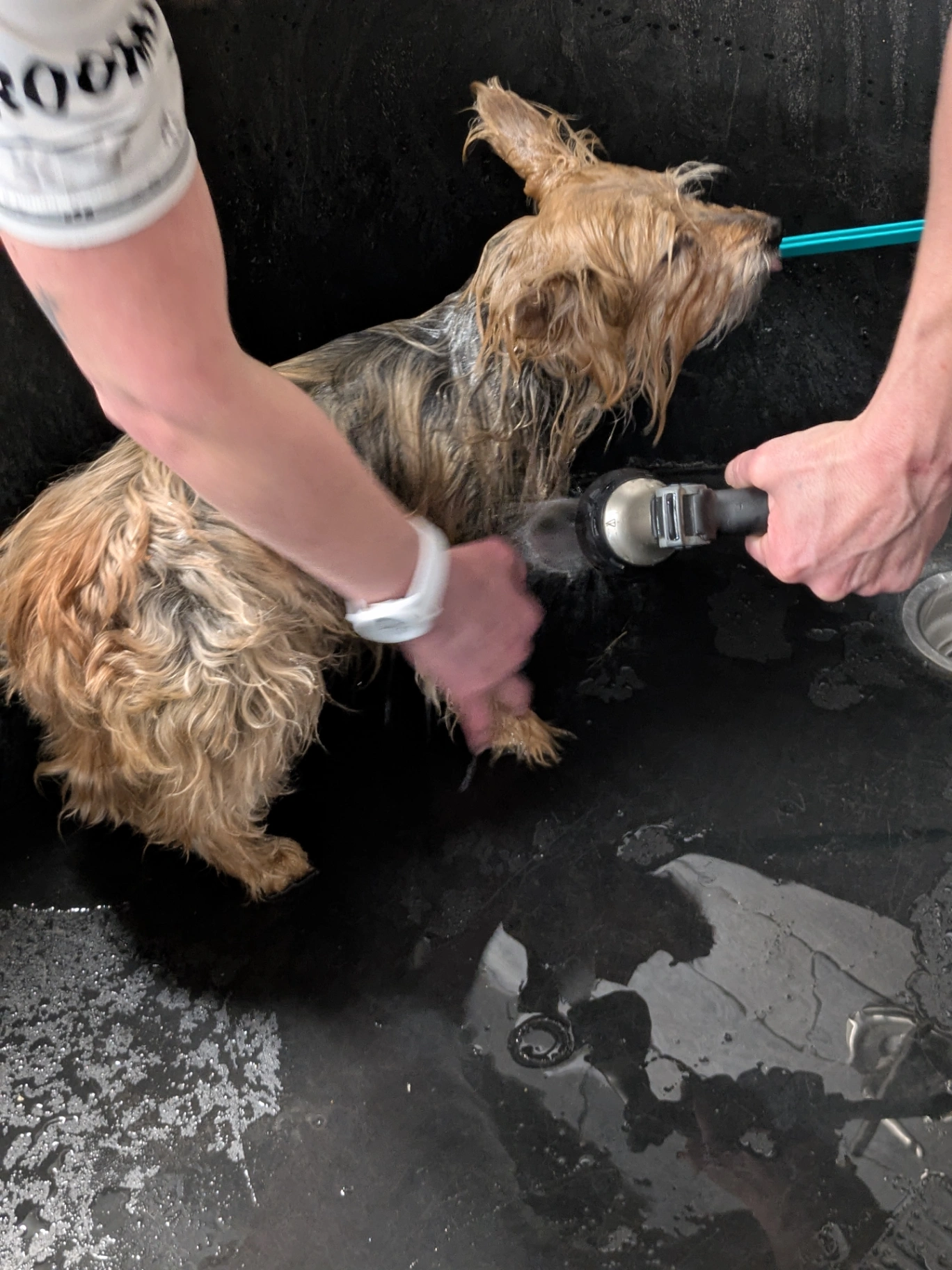 Expert Grooming
