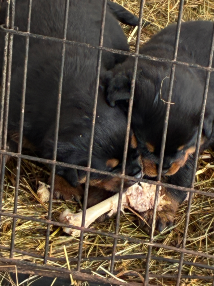 Our puppies are raised with care and love at Coleman Acres Ranch, ensuring they are well-socialized and ready to become a part of your family. Contact us today to learn more about Nightmare and Dream.