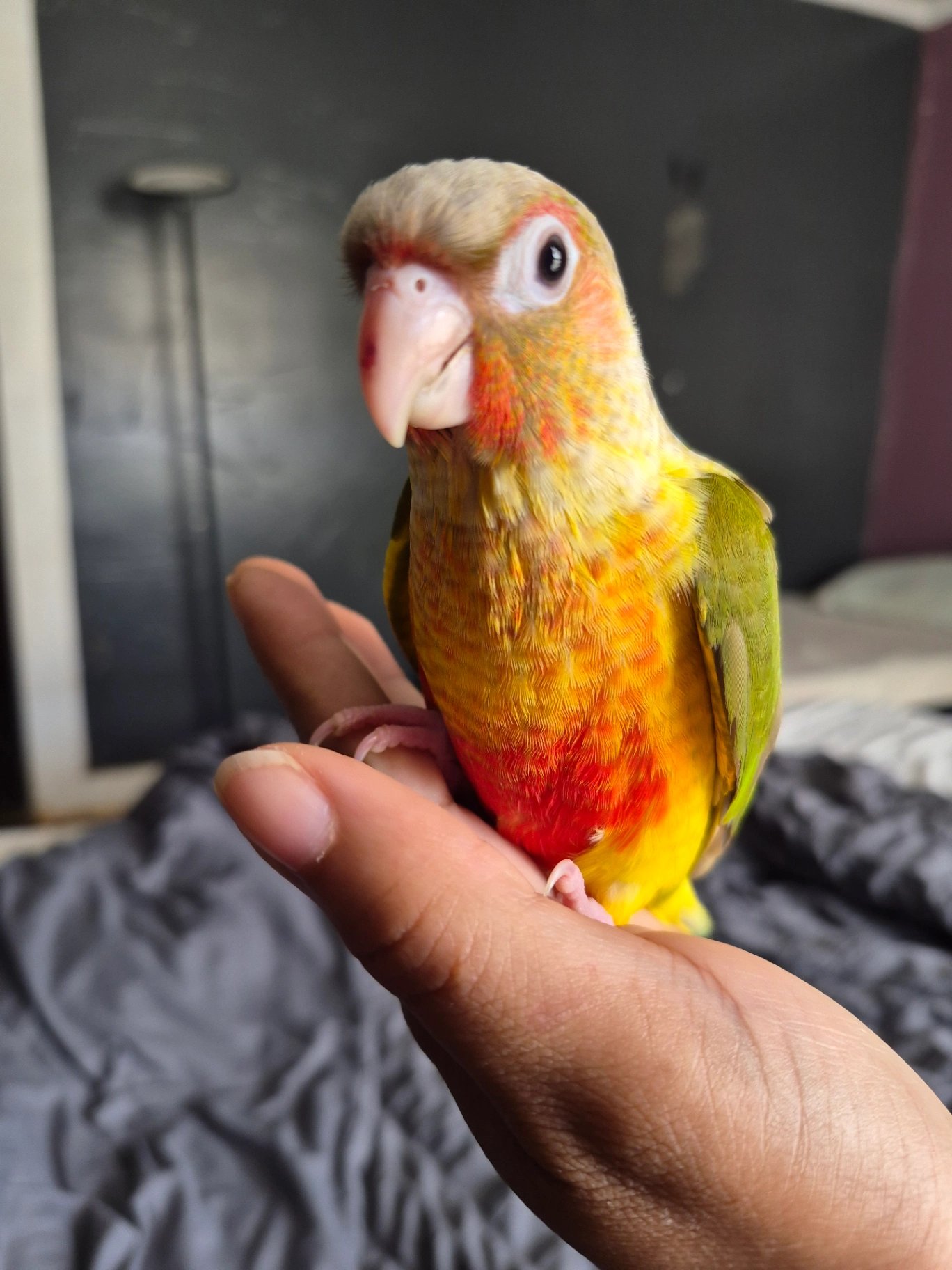 Highred Pineapple Conure