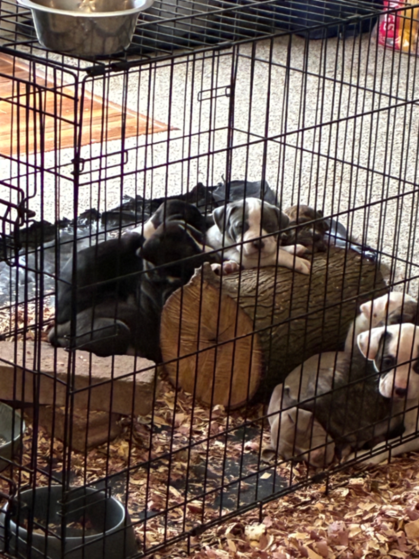 At Coleman Acres Ranch, we take pride in breeding and raising quality dogs like IVY. Our commitment to excellence ensures that each puppy receives the care and attention needed to thrive in their new homes.