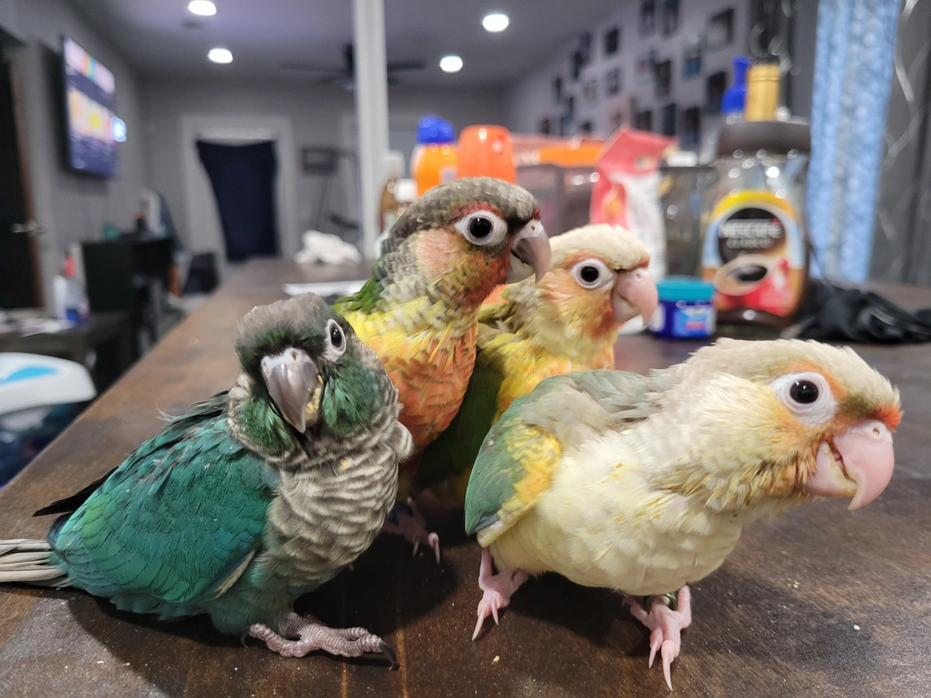Eliean Aviary LLC