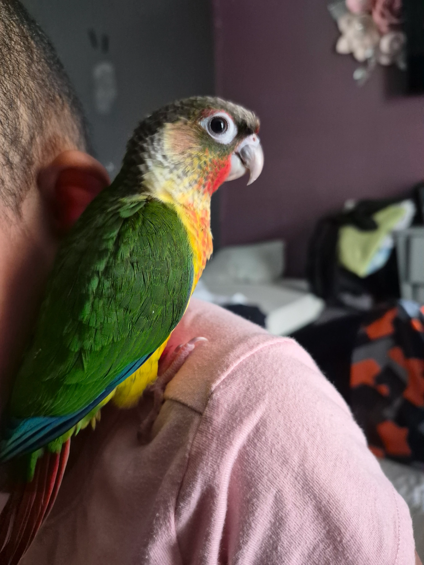 Highred Yellowsided Greencheek Conure