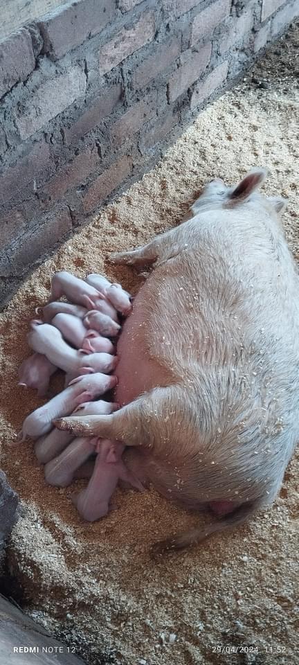 tapping into local resources 