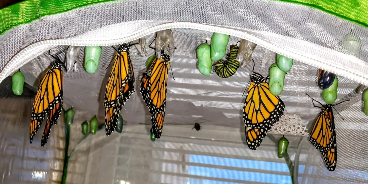 monarch butterflies, chrysalis, and caterpillars in a mesh enclosure