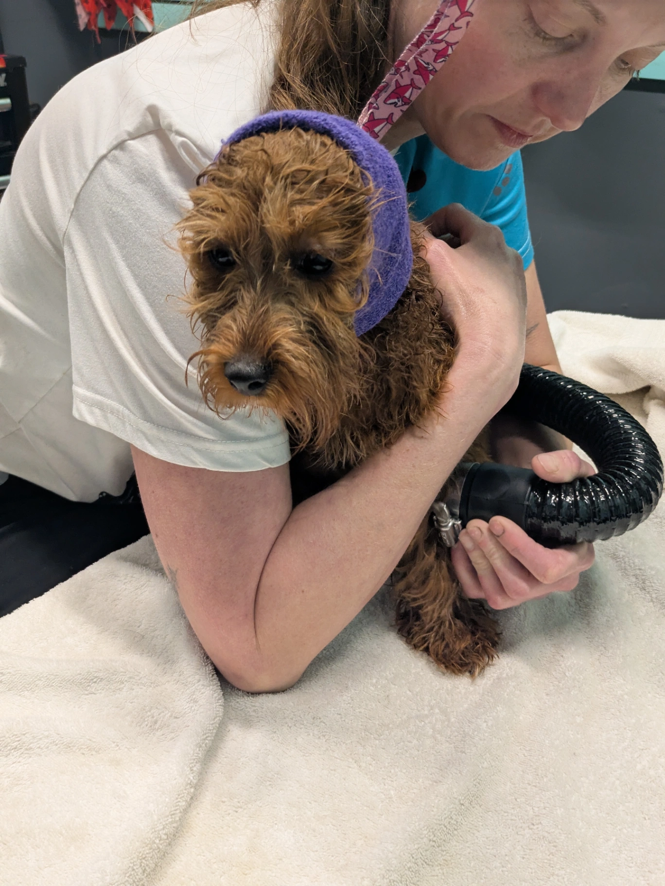Image of Professional Grooming for Happy Pups