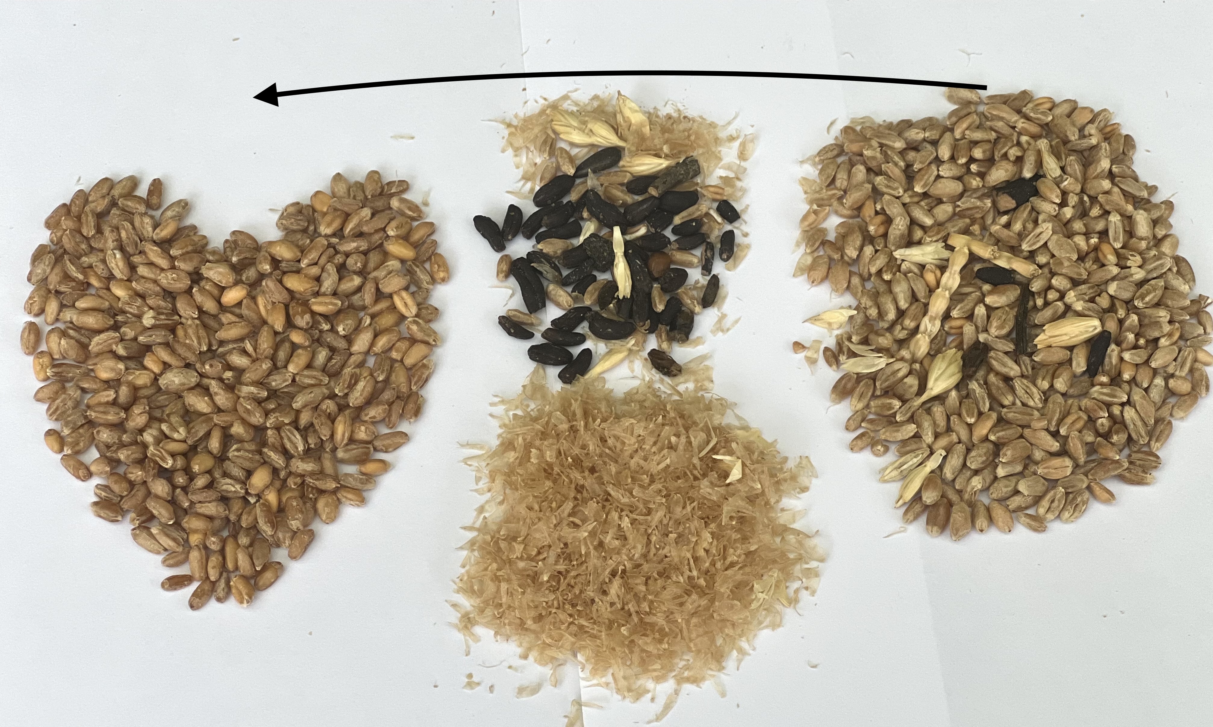 <span>Weizensensitivität kein Problem</span>