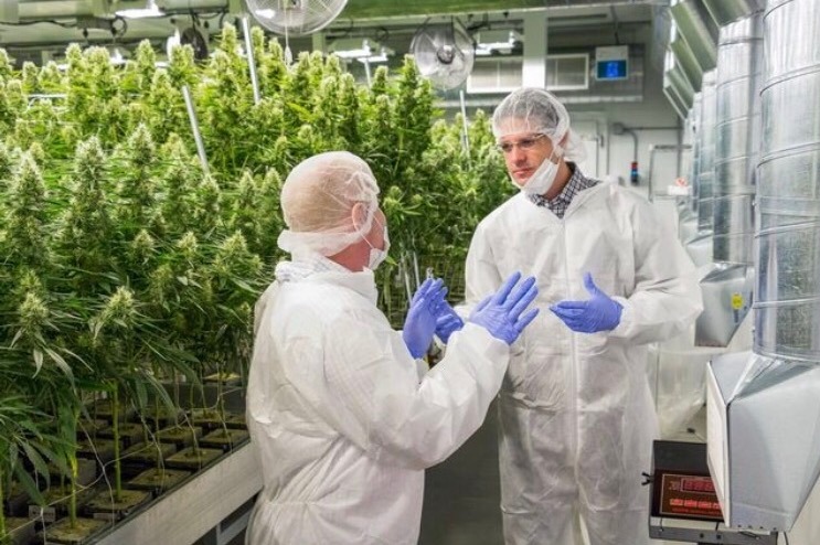 We take pride in our commitment to quality. Our CBD oil is produced with care and precision, ensuring that every step of the process meets the highest standards. From cultivation to extraction, we prioritize quality to provide you with the best CBD products in the market.