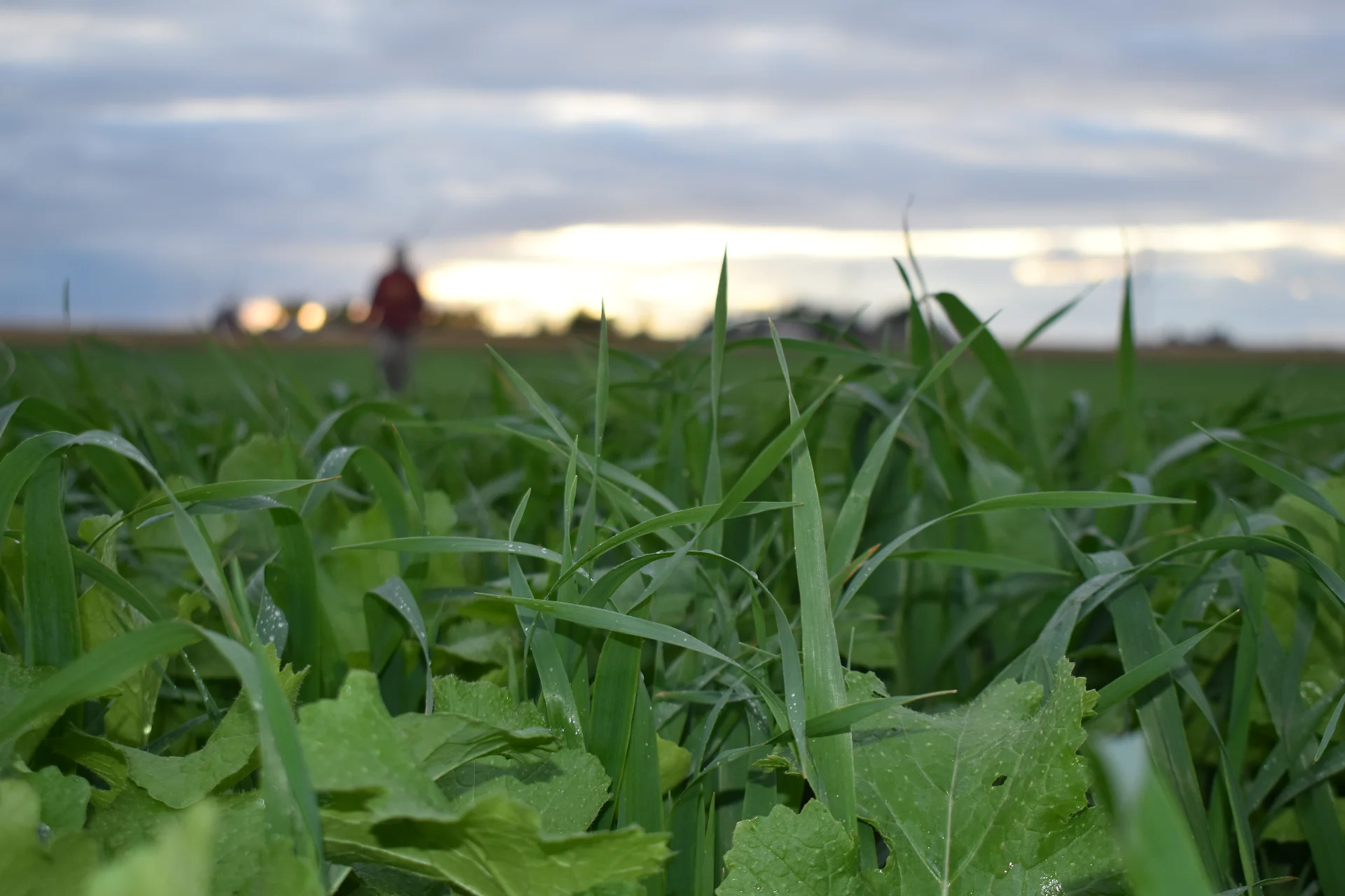 green acres is transforming the way oats are milled in America