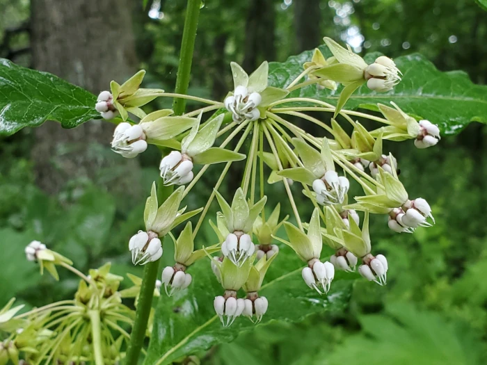 Poke milkweed in bloom