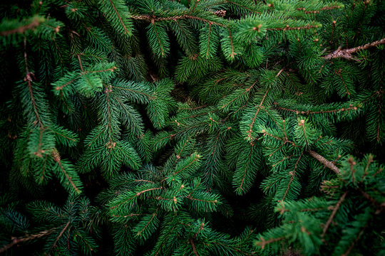 White Pine Web Design