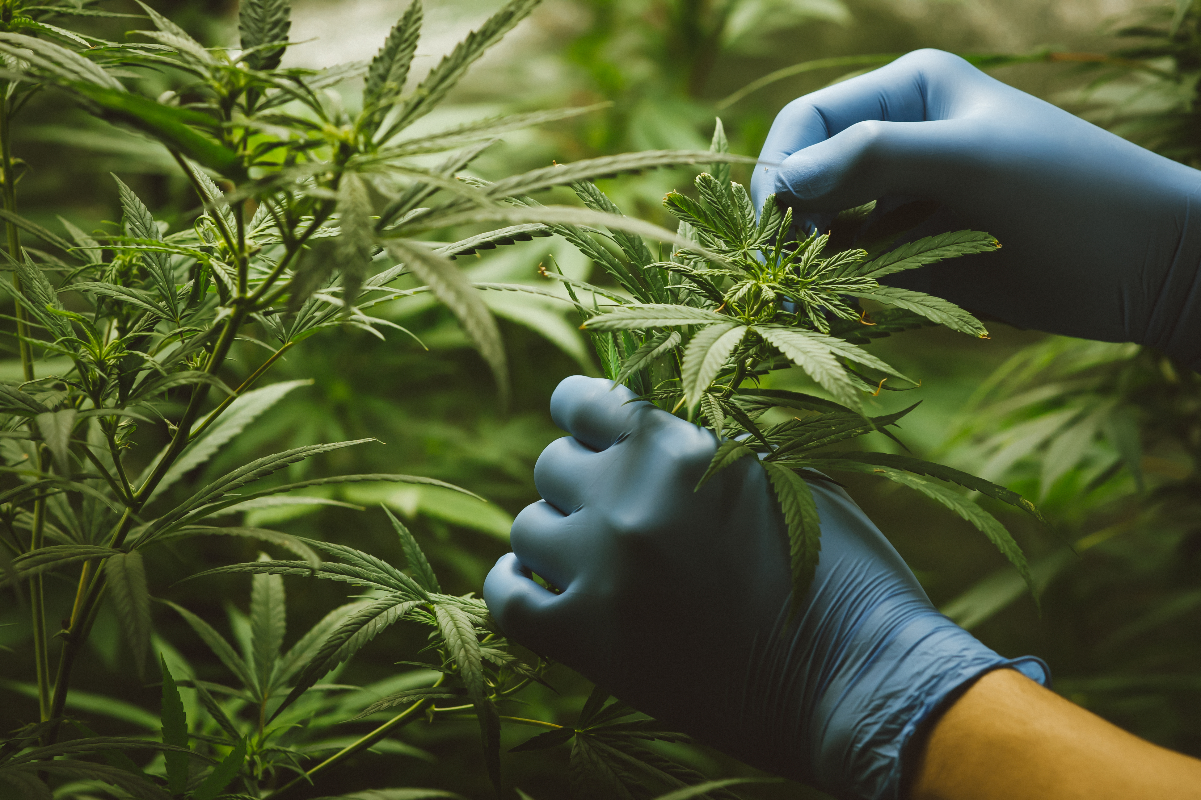 Alivitta Labs is committed to producing the best CBD products in the market. We prioritize quality and precision in every step of our production process. With Alivitta CBD Goodness, you can experience the natural benefits of CBD in a reliable and trustworthy way.