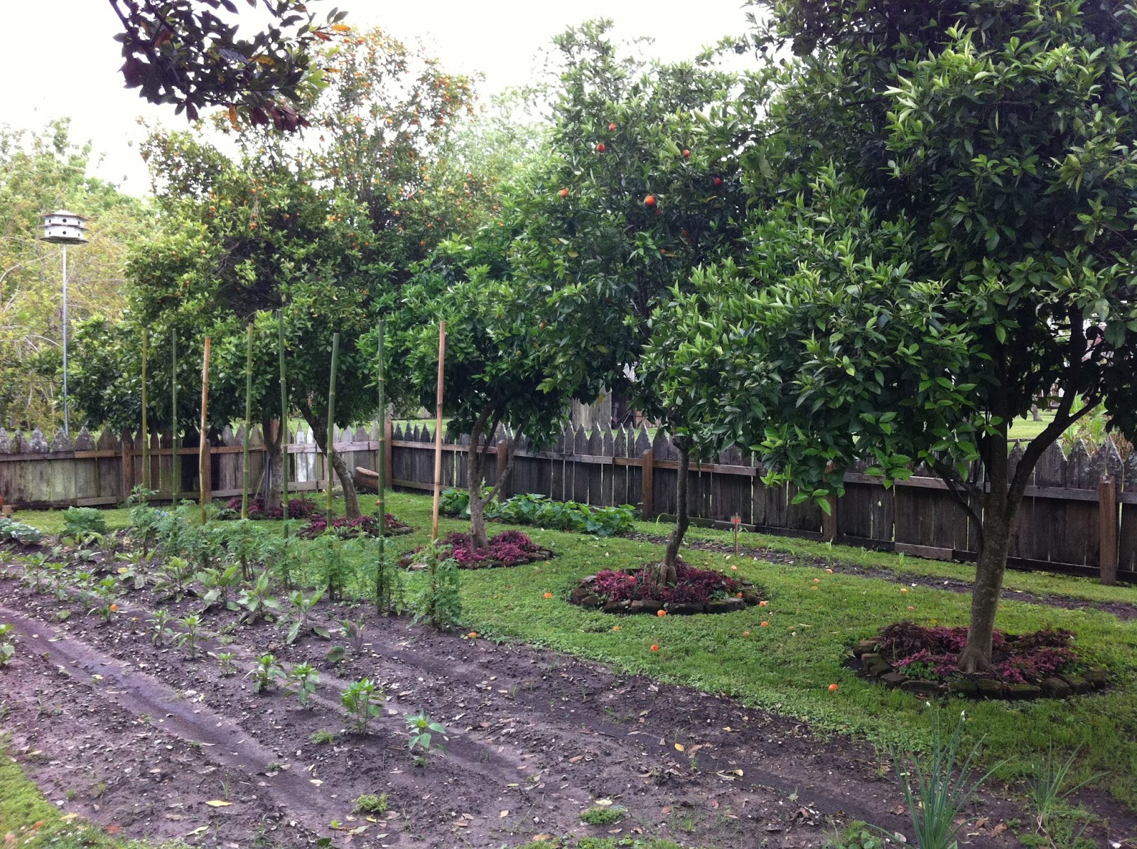 Food Forest. Permaculture. Cincinnati, OH. Edible Landscaping