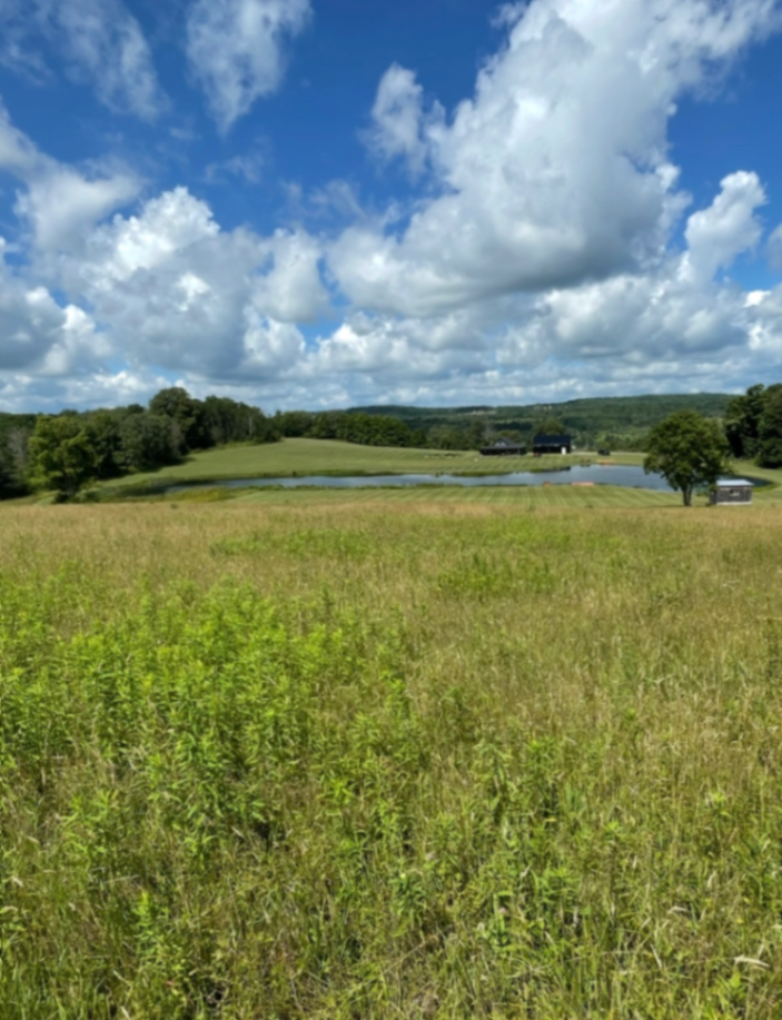 Rolling Hills View