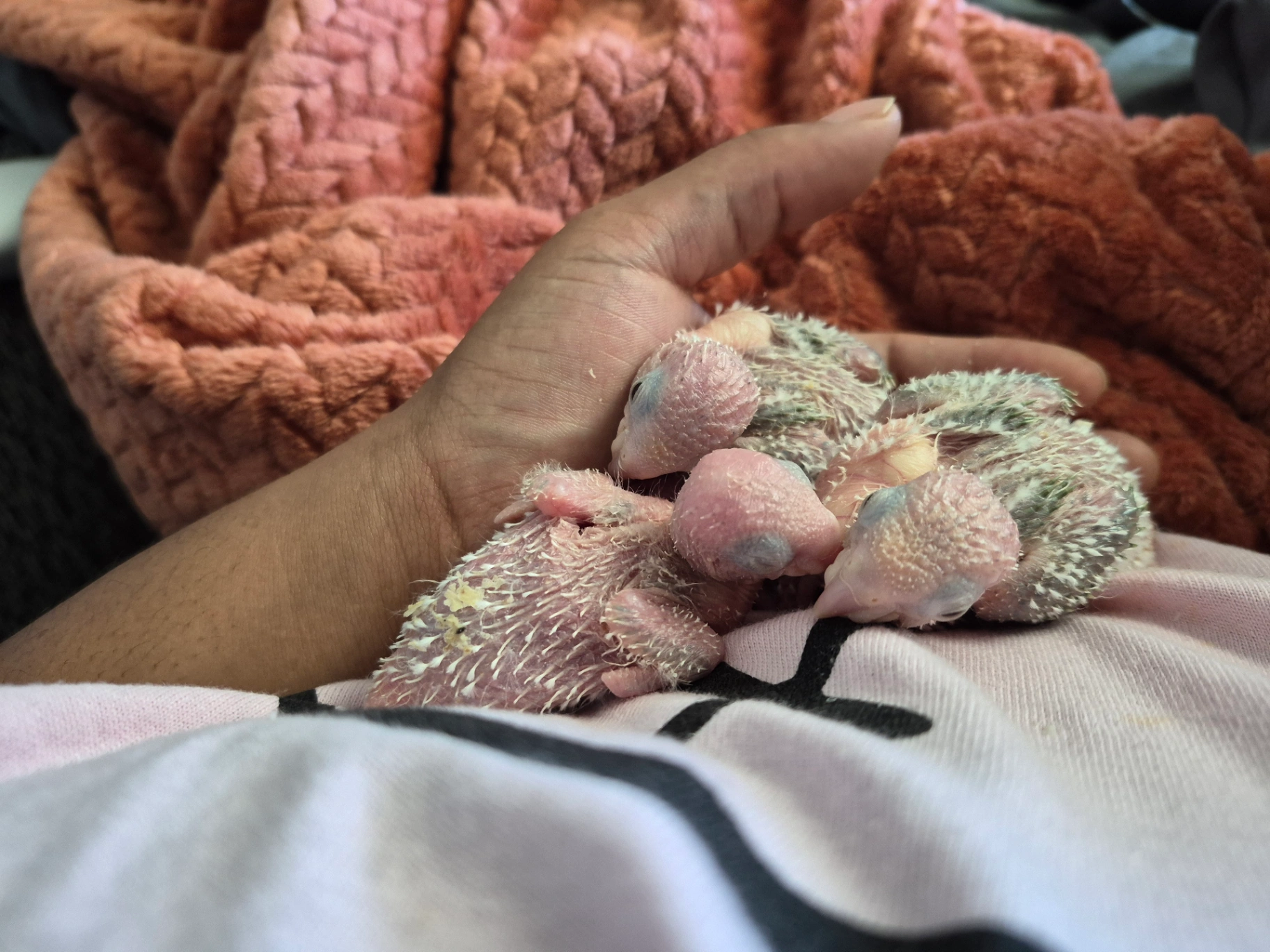 Coming Soon..Can be Reserved. In this clutch is 3 Yellowsided Greencheek Conures