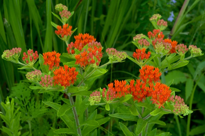 Butterfly milkweed in bloom