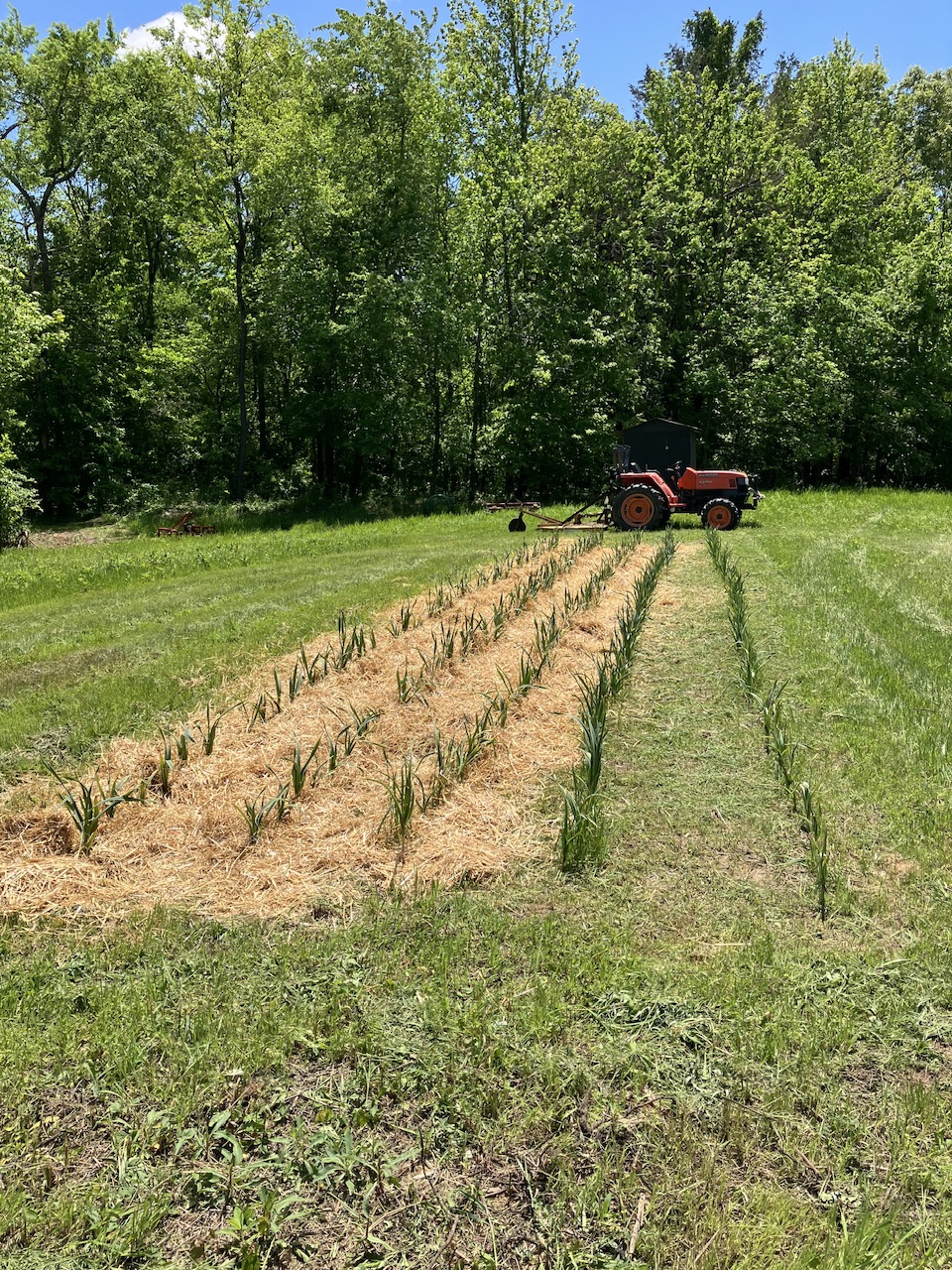 Trenton Garlic Co. Farm to Door Organic Garlic.