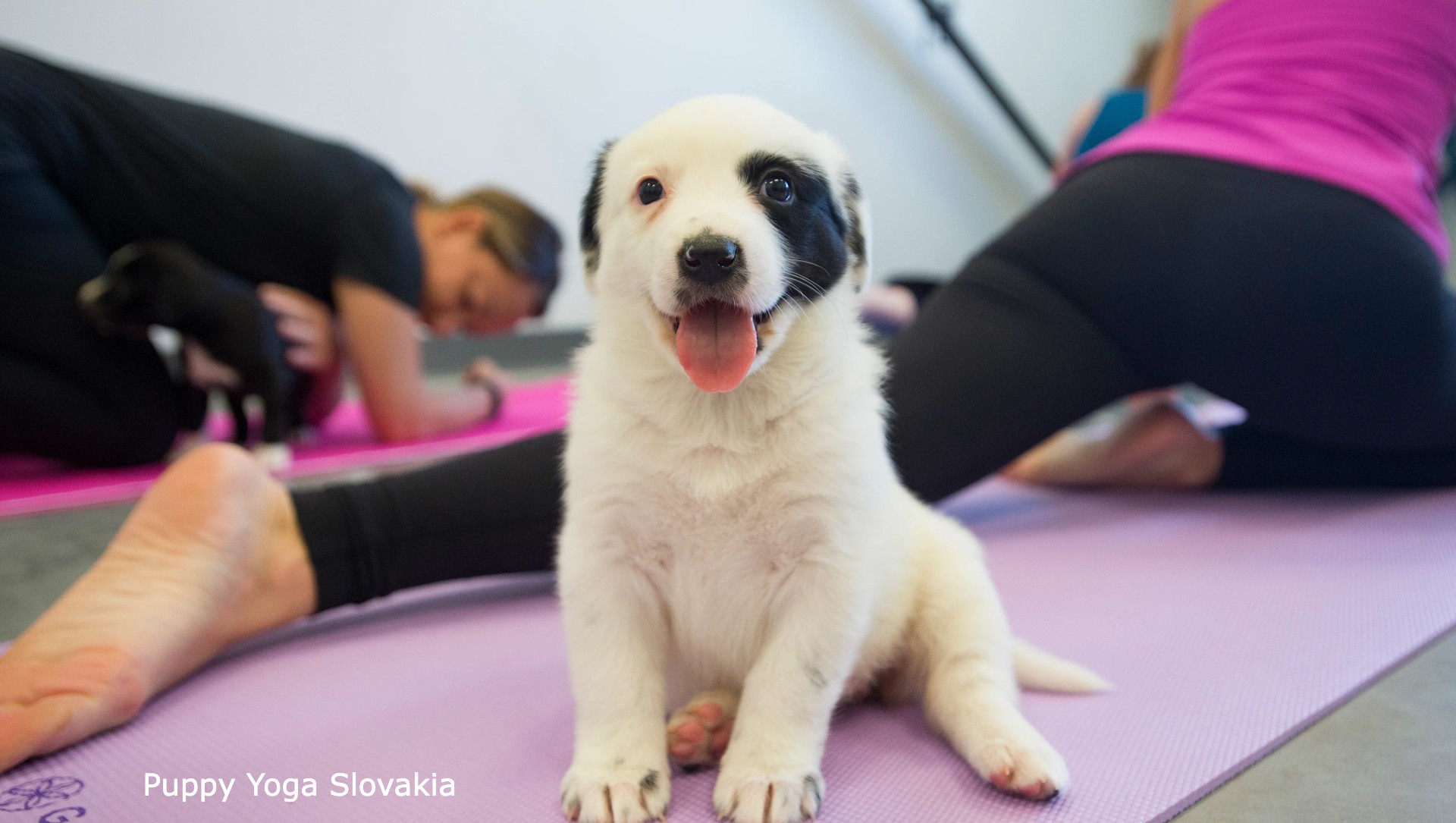 Puppy Yoga