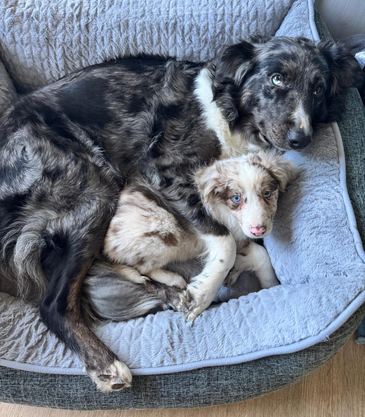 Soulmate Aussies